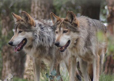 wolves in colorado springs